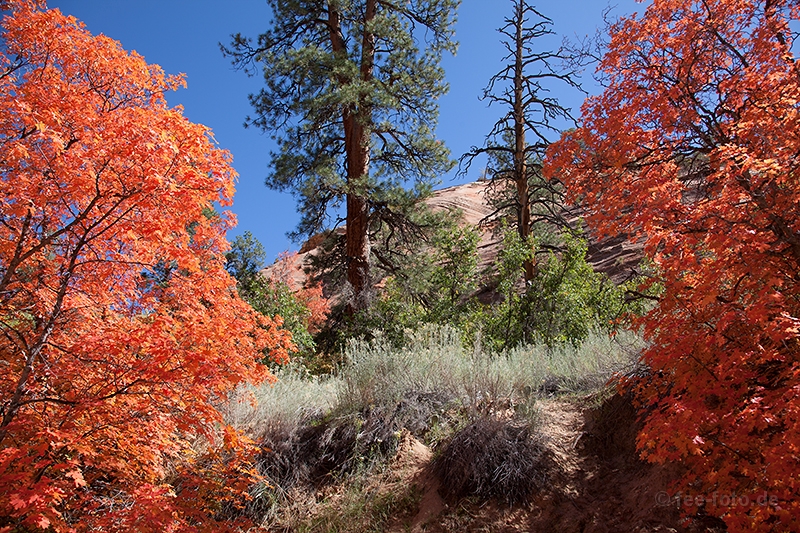 Herbstlicher Zion NP - VIII